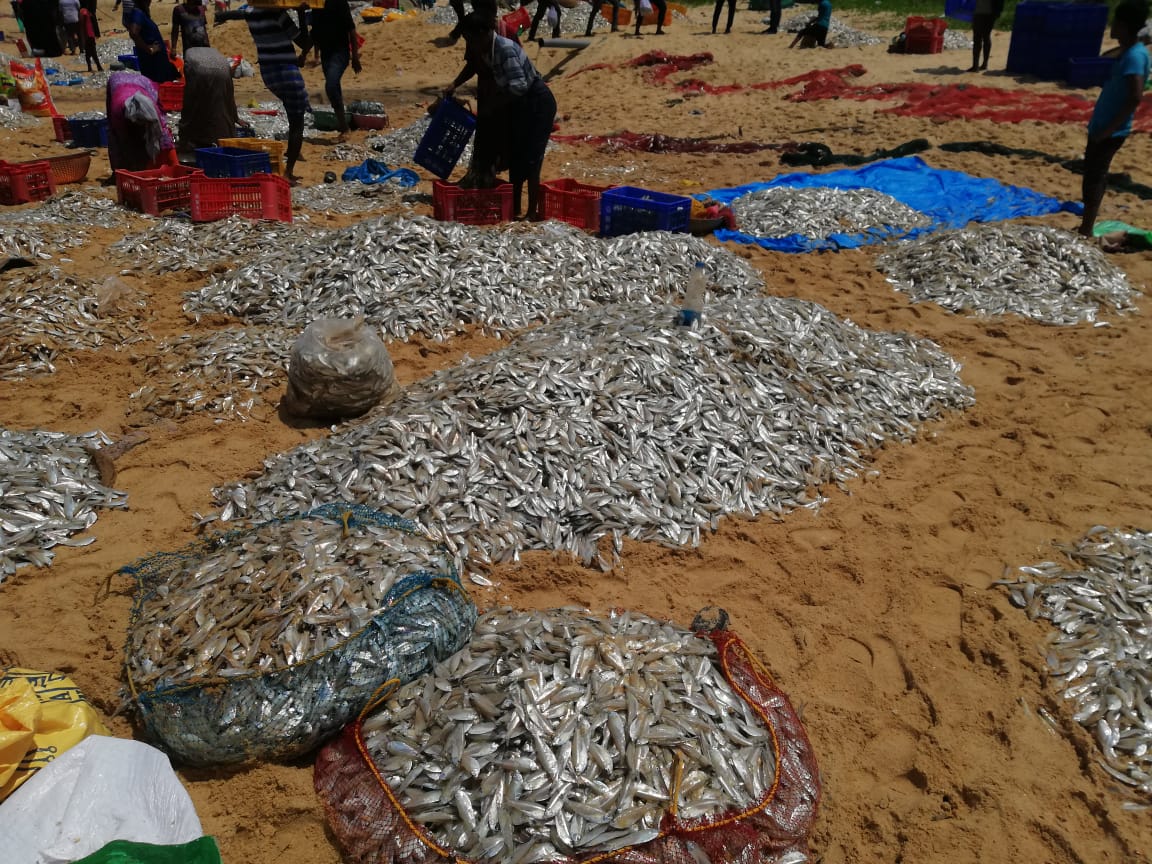 Thousands of fish wash at Hejmady seashore - Bumber catch of fish by nearby residents